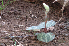 Aenhenrya rotundifolia